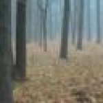 Profile picture of ycobagib